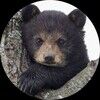 heybear66